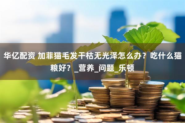 华亿配资 加菲猫毛发干枯无光泽怎么办？吃什么猫粮好？_营养_问题_乐顿